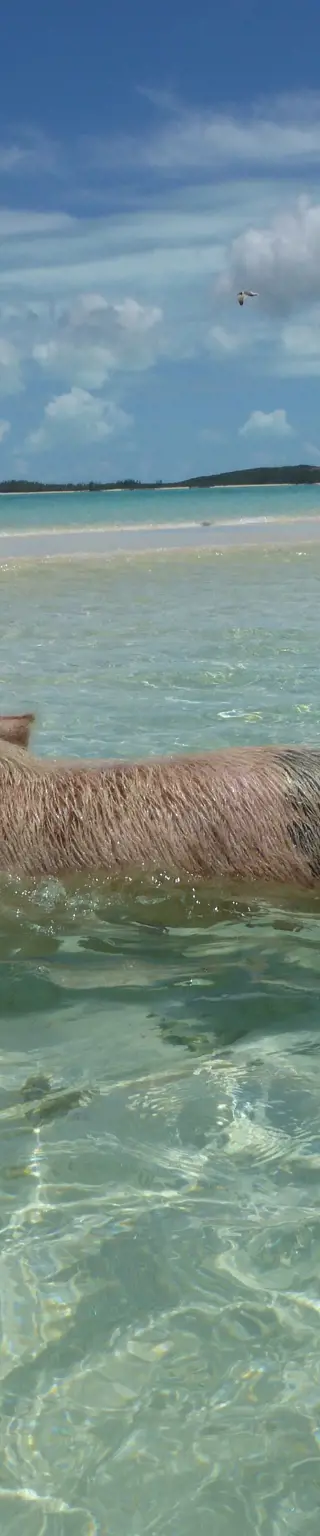 Mit echten «Meer-Schweinchen» um die Wette schwimmen auf den Bahamas